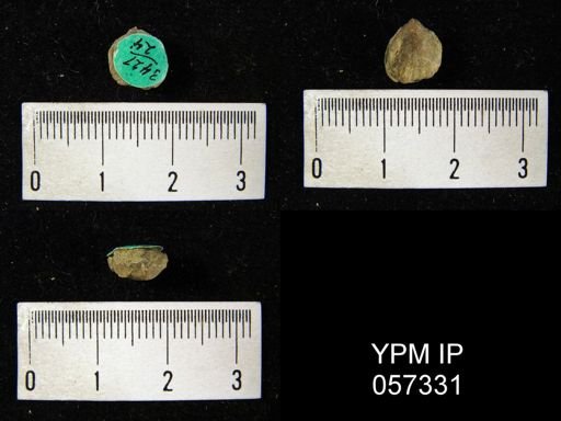 Uncinulus wadei