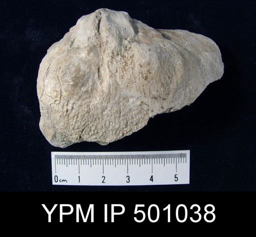 Gigantoproductus sp.