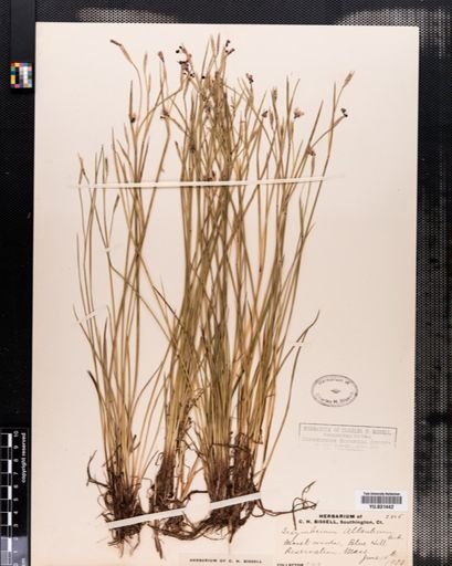 Sisyrinchium atlanticum