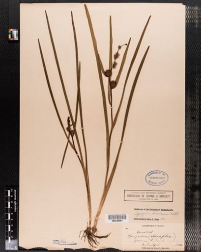 Sparganium americanum