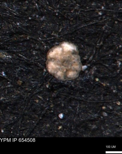 Ammobaculites euides