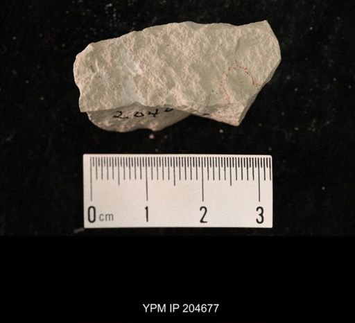 Hexapoda