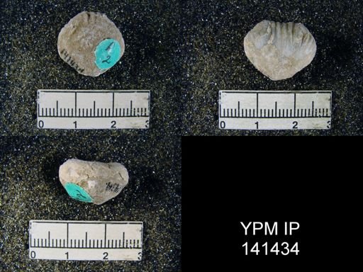 Camerophoria purdoni