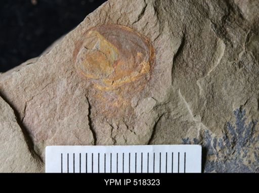 undet. Arthropoda