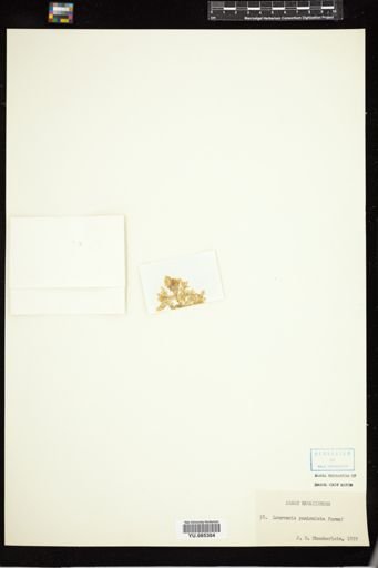 Laurencia paniculata