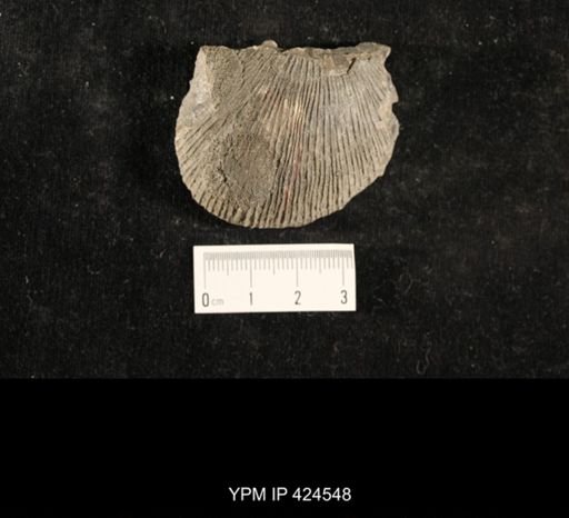 Crania crenistriata