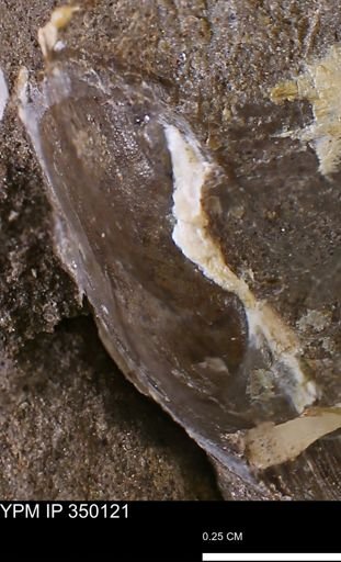 undet. Bivalvia