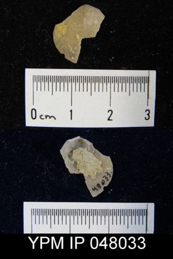 Mendacella lenticularis