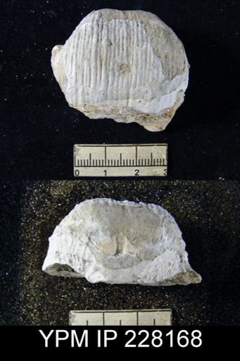 Dictyoclostus portlockianus var. crassicostatus
