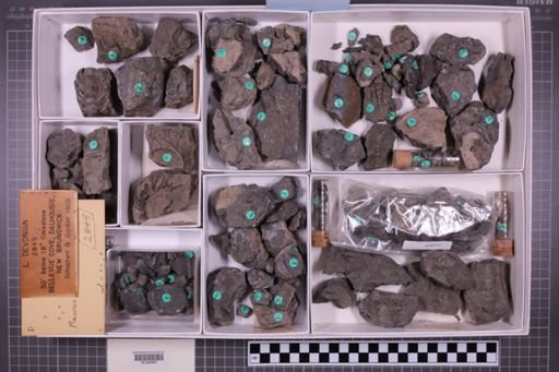 mixed taxa, stratigraphic collection
