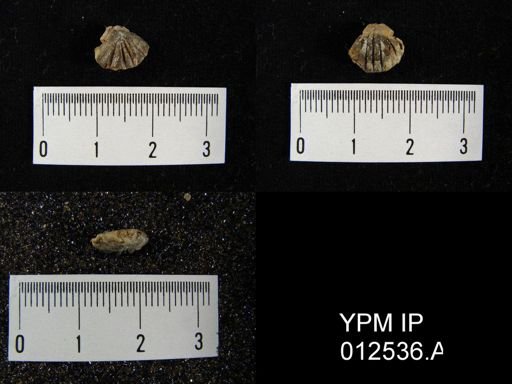 Pugnoides texanus