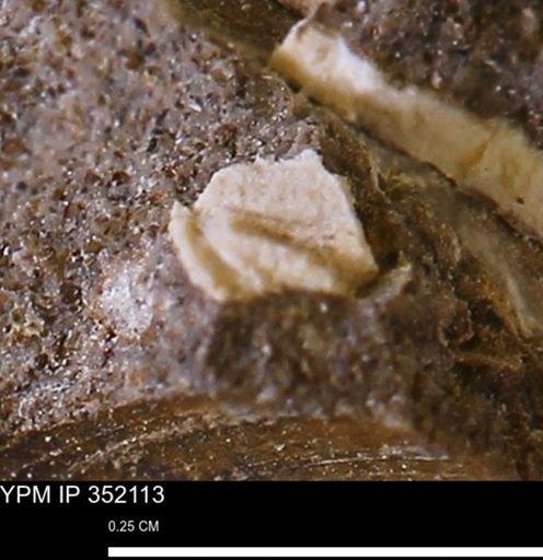 undet. Mollusca