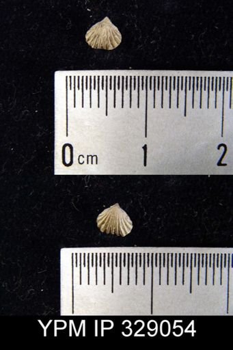 Camarotoechia thedfordensis