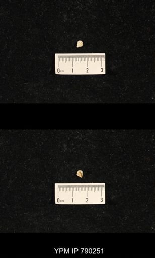 Hustedia huecoensis