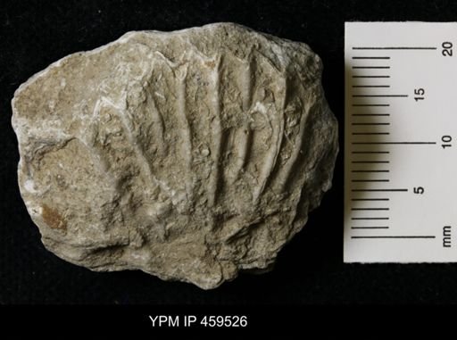 Meekella striatocostata