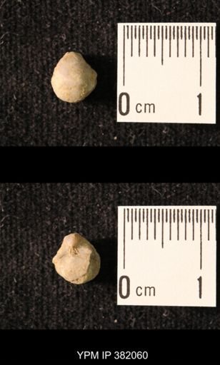 Ambocoelia planoconvexa