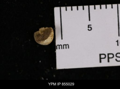 undet. Gastropoda