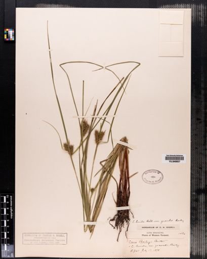 Carex lurida