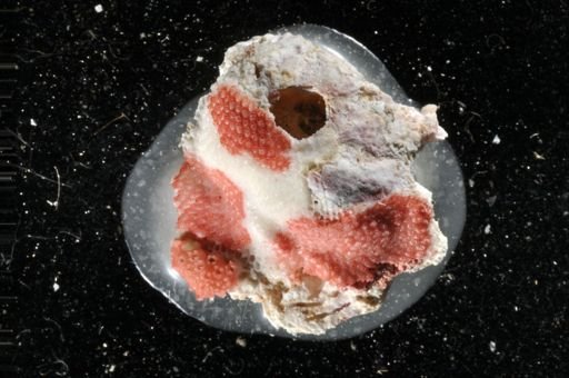 Reptadeonella