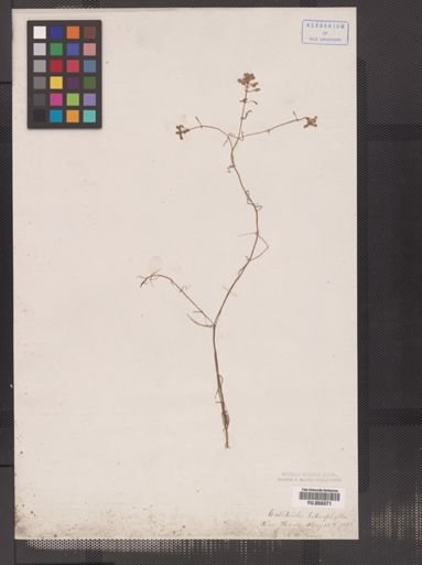 Callitriche heterophylla