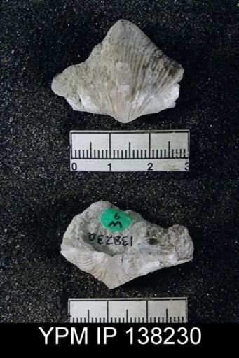 Spirifer musakheylensis