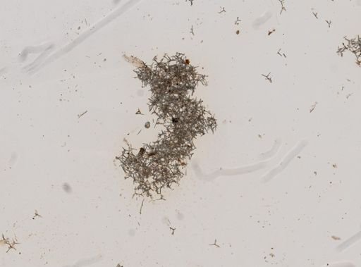 Leucosolenia sp.