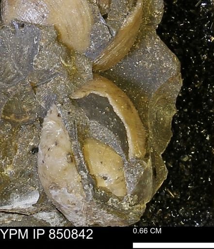 Limopsis striatopunctatus