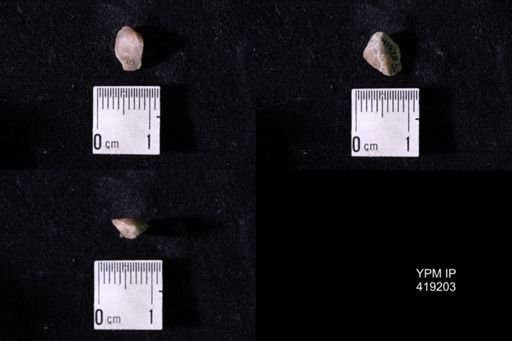 Dielasma sp.