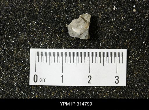 undet. Mollusca