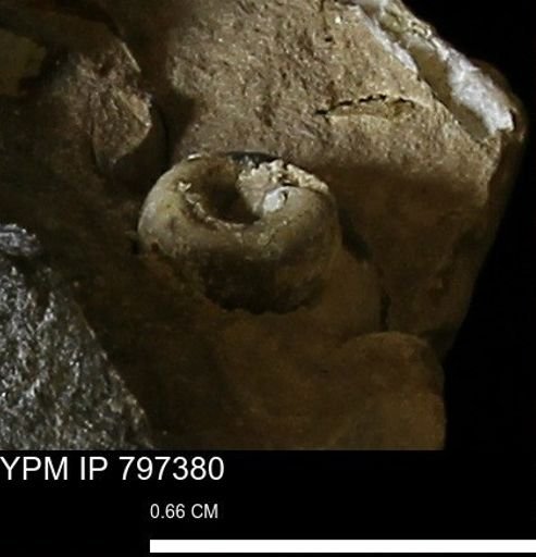 undet. Gastropoda