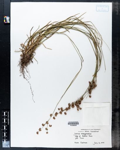 Juncus marginatus