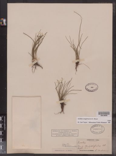 Isoetes engelmannii