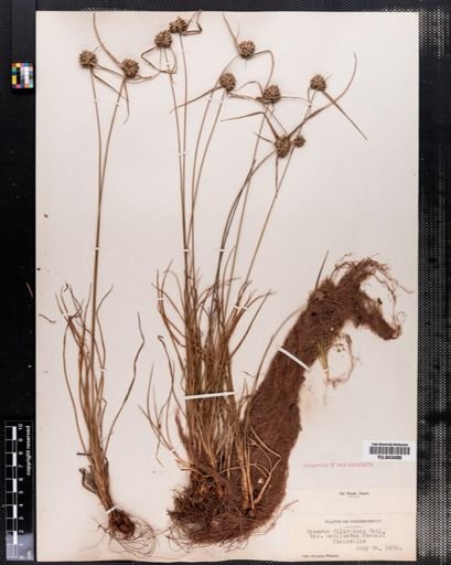 Cyperus filiculmis