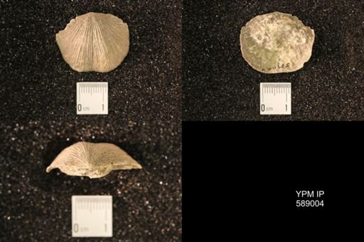Dinorthis subquadrata