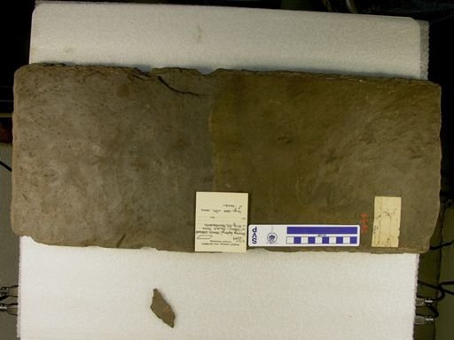 Stenonyx lateralis