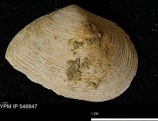 Cumingia tellinoides