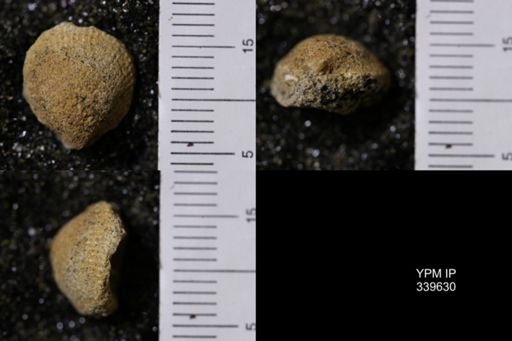 Cardium whitei