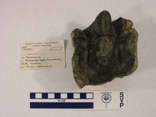 Mammut americanum