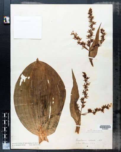 Veratrum viride