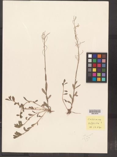 Cardamine bulbosa