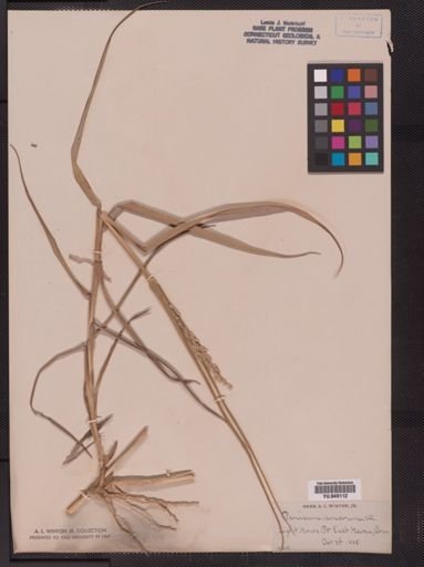 Panicum amarum