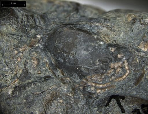Aplocoma damesii
