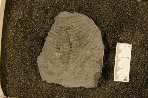Gonioceras anceps