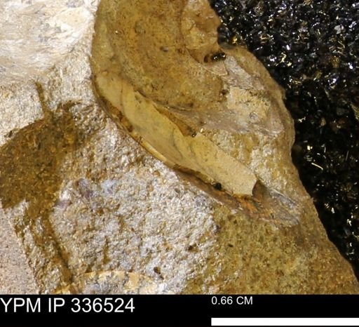 undet. Mollusca