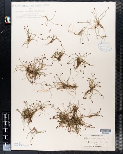 Eleocharis olivacea