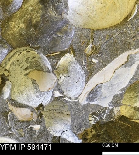 Protocardia sp.