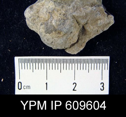 Dalmanella perelegans