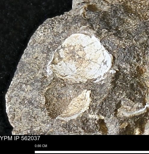 Oxytoma (Hypoxytoma) nebrascana