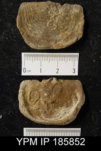 Leptaena