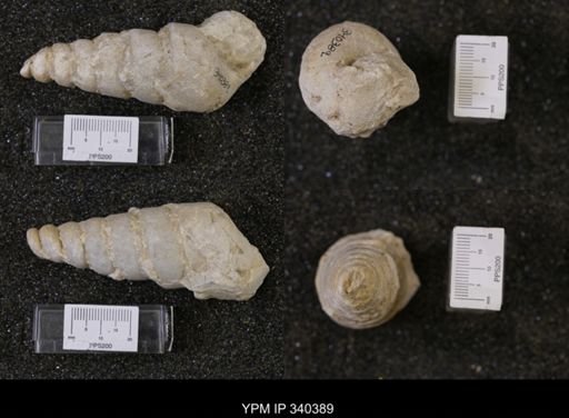 Cerithium bosquense